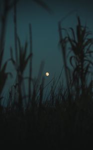 Preview wallpaper night, moon, twilight, grass, plants, outlines