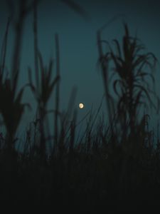 Preview wallpaper night, moon, twilight, grass, plants, outlines