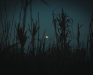 Preview wallpaper night, moon, twilight, grass, plants, outlines