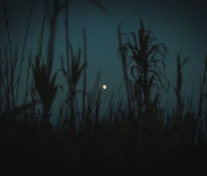 Preview wallpaper night, moon, twilight, grass, plants, outlines