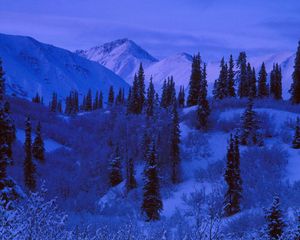 Preview wallpaper night, mountains, slopes, trees