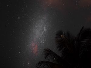 Preview wallpaper night, palm, nebula, starry sky, stars