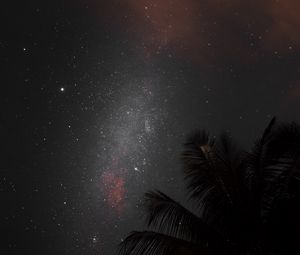 Preview wallpaper night, palm, nebula, starry sky, stars