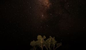 Preview wallpaper night, sky, stars, milky way, trees, dark