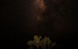 Preview wallpaper night, sky, stars, milky way, trees, dark