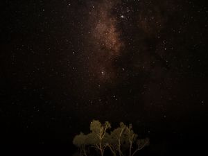 Preview wallpaper night, sky, stars, milky way, trees, dark