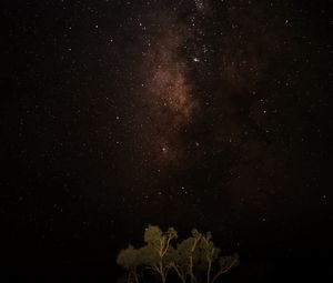 Preview wallpaper night, sky, stars, milky way, trees, dark