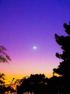 Preview wallpaper night, sky, stars, trees, dark