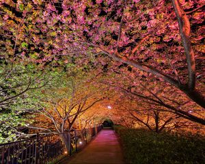 Preview wallpaper night, spring, park, alley lights
