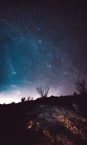 Preview wallpaper night, starry sky, stars, trees, space