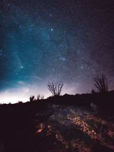 Preview wallpaper night, starry sky, stars, trees, space