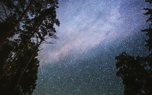 Preview wallpaper night, starry sky, trees, dark, stars