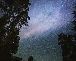 Preview wallpaper night, starry sky, trees, dark, stars