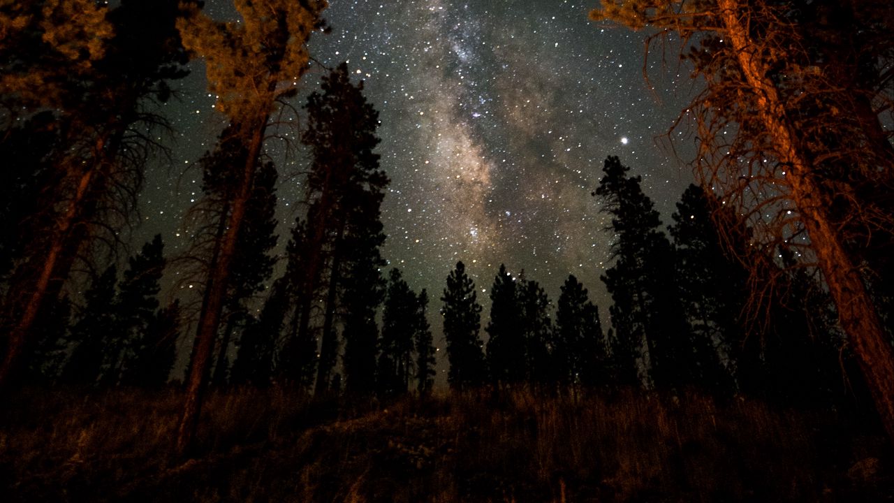 Wallpaper night, starry sky, trees, nebula