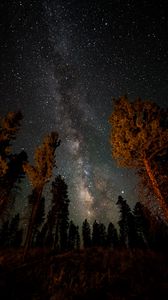 Preview wallpaper night, starry sky, trees, nebula