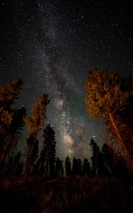 Preview wallpaper night, starry sky, trees, nebula