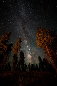 Preview wallpaper night, starry sky, trees, nebula