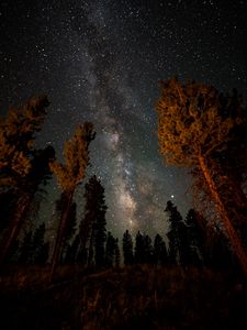 Preview wallpaper night, starry sky, trees, nebula