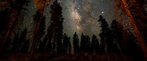 Preview wallpaper night, starry sky, trees, nebula