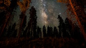 Preview wallpaper night, starry sky, trees, nebula