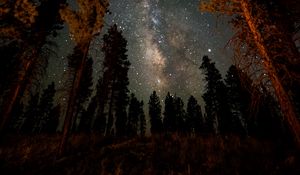 Preview wallpaper night, starry sky, trees, nebula