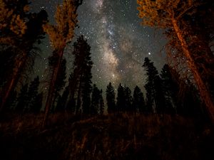 Preview wallpaper night, starry sky, trees, nebula