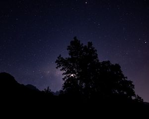 Preview wallpaper night, starry sky, trees, silhouette