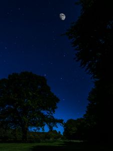 Preview wallpaper night, stars, moon, trees, dark, moonlight
