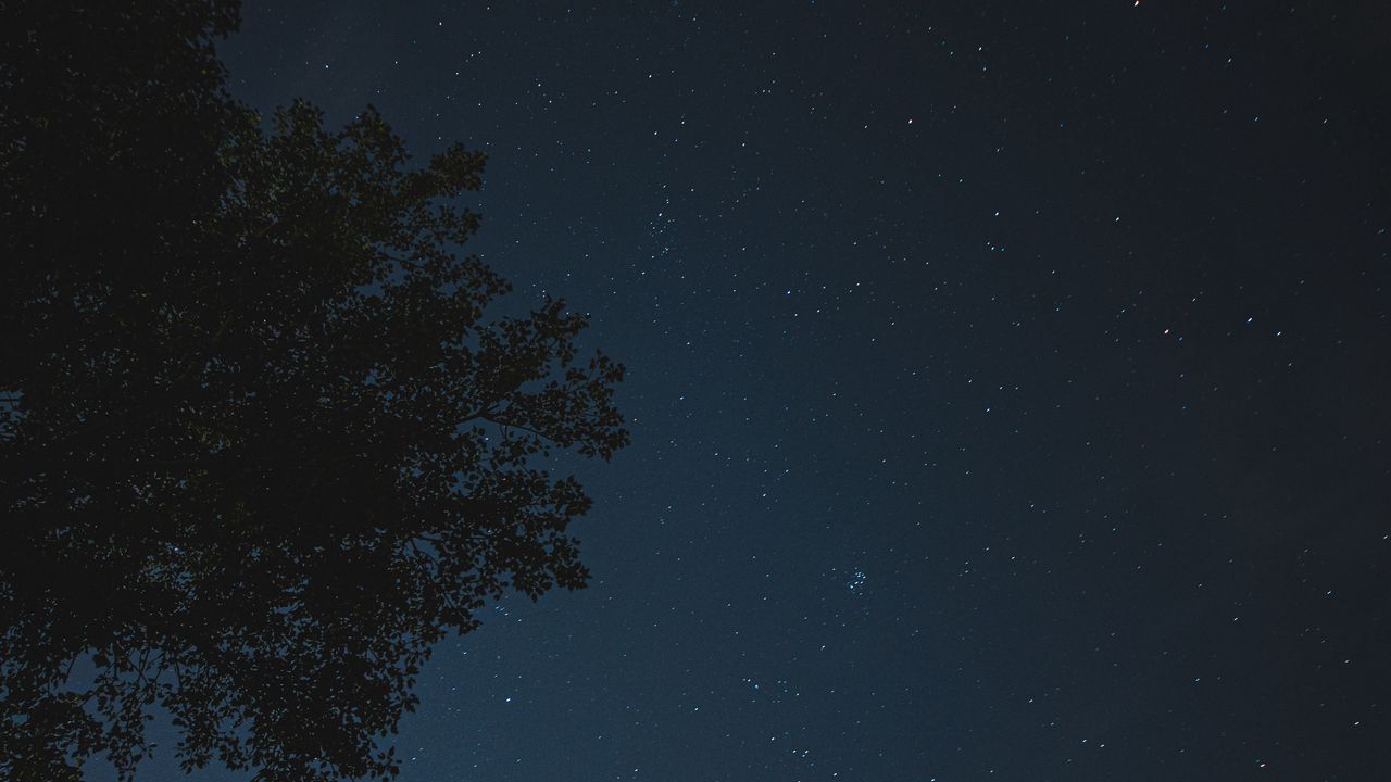 Wallpaper Night Tree Starry Sky Stars Hd Picture Image