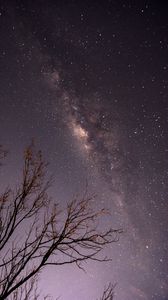Preview wallpaper night, trees, branches, stars, starry sky