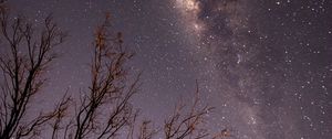 Preview wallpaper night, trees, branches, stars, starry sky