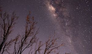 Preview wallpaper night, trees, branches, stars, starry sky