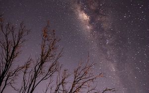 Preview wallpaper night, trees, branches, stars, starry sky