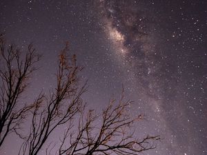 Preview wallpaper night, trees, branches, stars, starry sky