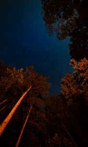 Preview wallpaper night, trees, starry sky, dark, crowns