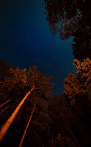 Preview wallpaper night, trees, starry sky, dark, crowns