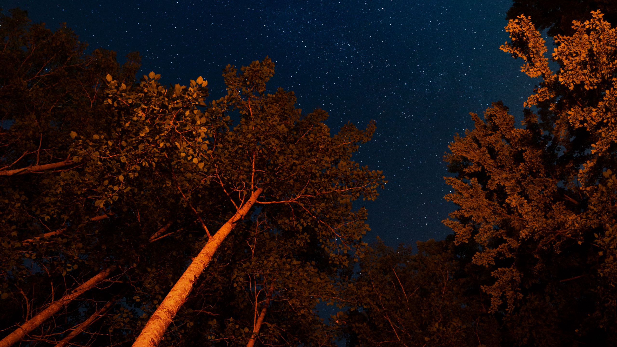 Download wallpaper 2560x1440 night, trees, starry sky, dark, crowns