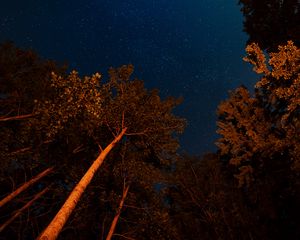 Preview wallpaper night, trees, starry sky, dark, crowns