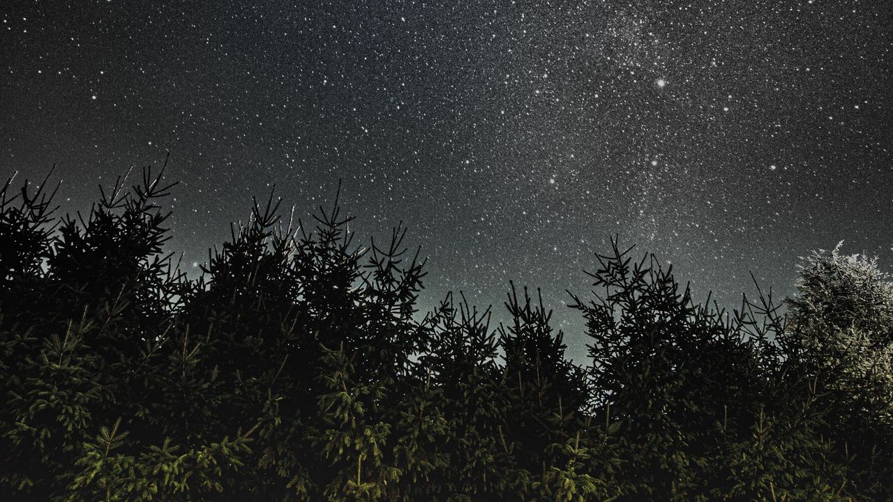 Wallpaper night, trees, starry sky, dark, space