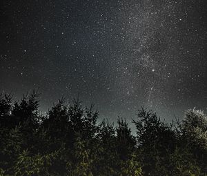 Preview wallpaper night, trees, starry sky, dark, space