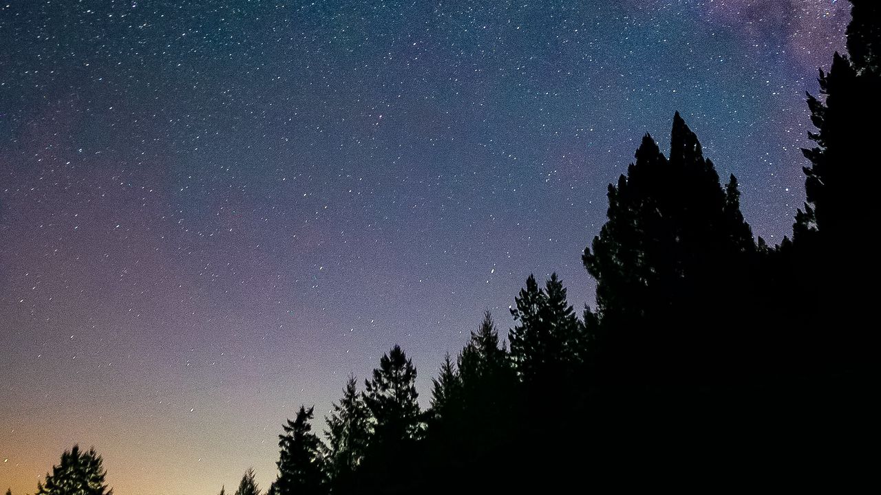 Wallpaper night, trees, starry sky, stars, spruce