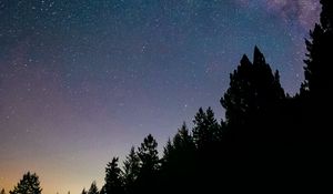 Preview wallpaper night, trees, starry sky, stars, spruce