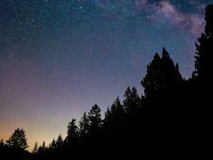 Preview wallpaper night, trees, starry sky, stars, spruce