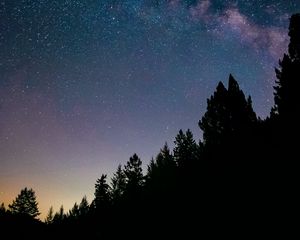 Preview wallpaper night, trees, starry sky, stars, spruce