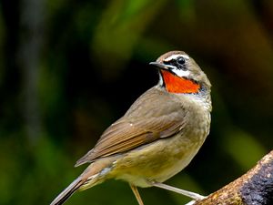 Preview wallpaper nightingale, bird, feathers, bright