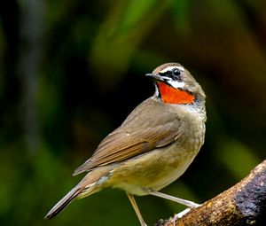 Preview wallpaper nightingale, bird, feathers, bright