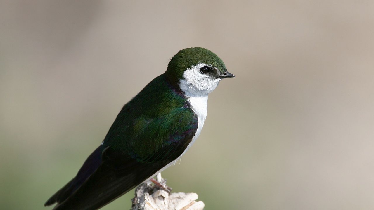 Wallpaper north american swallow, tachycineta thalassina, swallow, bird, color