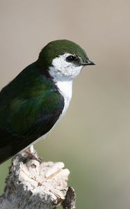 Preview wallpaper north american swallow, tachycineta thalassina, swallow, bird, color