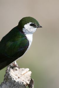 Preview wallpaper north american swallow, tachycineta thalassina, swallow, bird, color