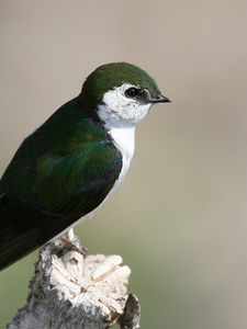 Preview wallpaper north american swallow, tachycineta thalassina, swallow, bird, color